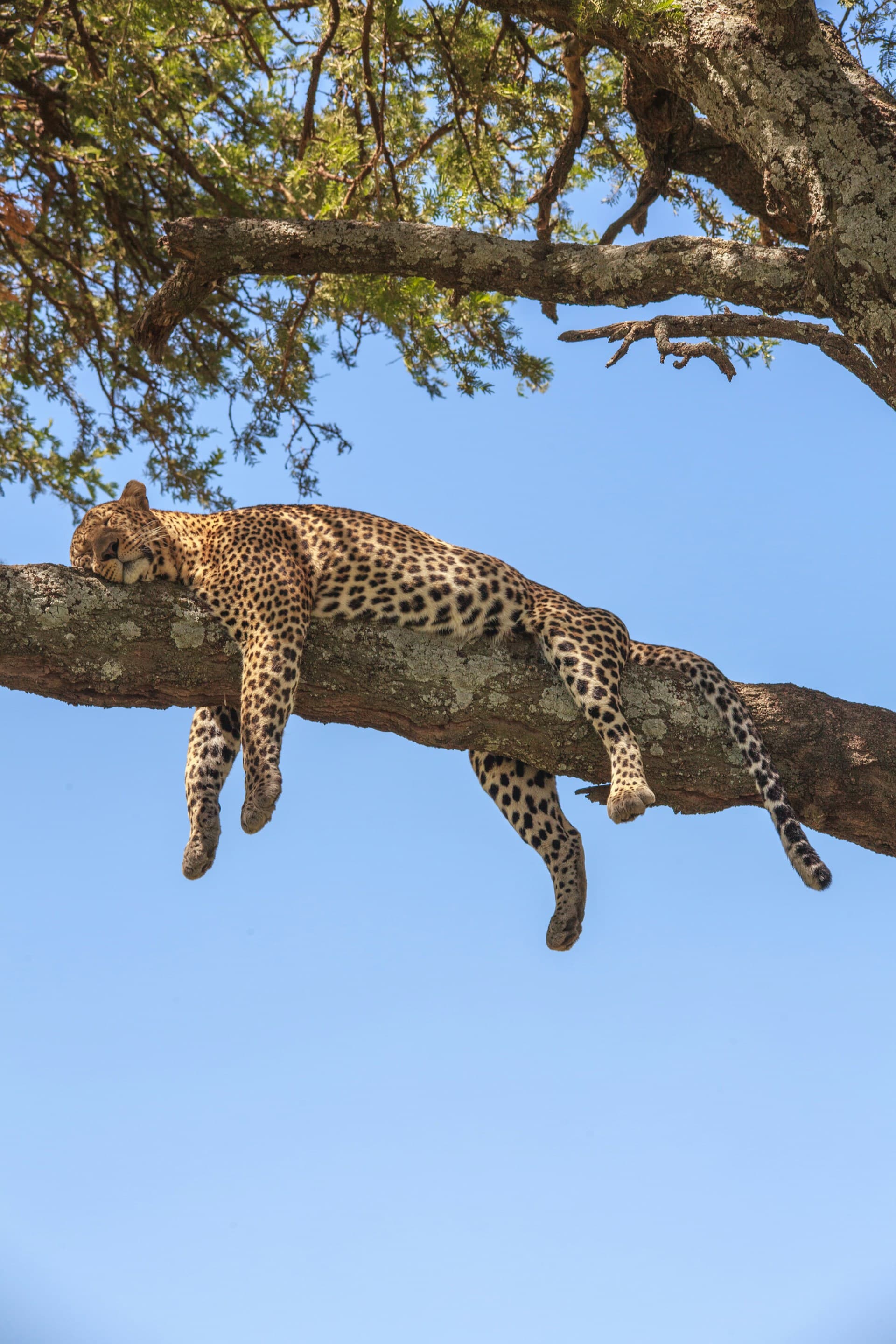 Leopard resting on a tree